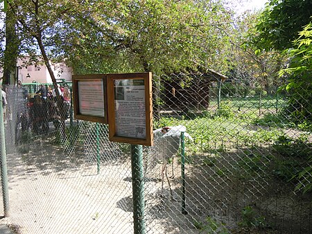 ไฟล์:Sarus Crane in Odessa Zoo 2.jpg