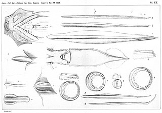 #90 (10/1/1918) Ventral view and details of the mature male giant squid obtained by Madoka Sasaki from a Tokyo fish market on 10 January 1918. Also shown are gladii (internal shell remnants) of two other squid species: Onychoteuthis banksii (fig. 12) and Onykia loennbergii (fig. 13).