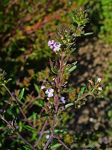 Satureja hortensis Flowers