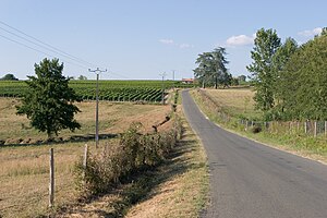 Aoc Sauternes: Historique, Vignoble, Vins