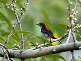 Scarlet-backed Flowerpecker 6919.jpg