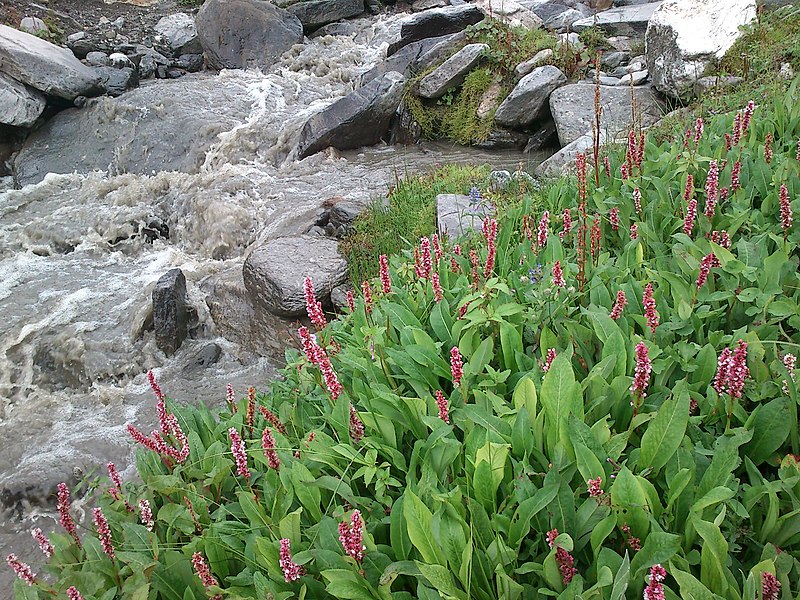 File:Scenery from Manali.jpg