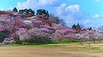 File:Scenery of Nihon Kokkaen 20210425.jpg (Category:Sakura in Nihon Kokkaen)