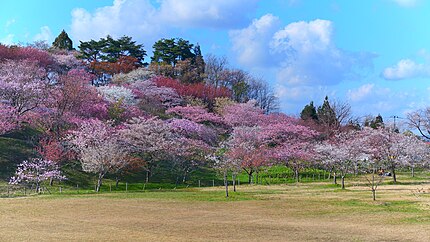 井川町の有名地