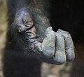 Die Hand eines Schimpansen gleicht stark der Hand eines Menschen.