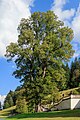 * Nomination "King's limetree", Garden Linderhof Palace, Bavaria --Llez 06:20, 18 December 2023 (UTC) * Promotion  Support Good quality. --Plozessor 06:23, 18 December 2023 (UTC)