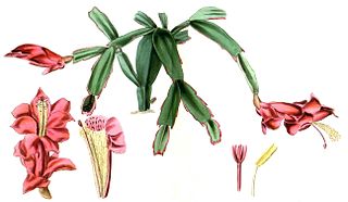 <i>Schlumbergera truncata</i> Species of cactus