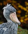 * Nomination Shoebill (Balaeniceps rex) in en:Weltvogelpark Walsrode --Tuxyso 22:54, 26 December 2014 (UTC) * Promotion  Support QI --Rjcastillo 00:08, 27 December 2014 (UTC)