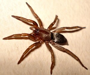 Small mouse spider (Scotophaeus blackwalli), female