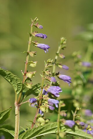 <i>Scutellaria lateriflora</i> Species of flowering plant