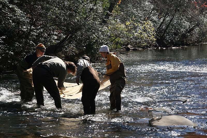 File:Seining in Shoal Creek (5164074999).jpg