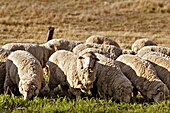 Sheep grazing in rural Australia. Early British settlers introduced Western stock and crops and Australian agriculture now produces an abundance of fresh produce. Sheep eating grass edit02.jpg