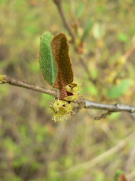 Shepherdia canadensis