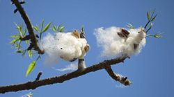 Cotton in a tree Shimul tula (cotton).jpg
