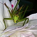 Heuschrecke sitzt auf Rose