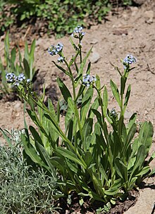 Sierra stickseed Hackelia nervosa tight flowerheads.jpg