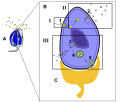 The diagram depicts the signal transduction pathway of the sour or salty taste. Object A is a taste bud, object B is a taste receptor cell within object A, and object C is the neuron attached to object B. I. Part I is the reception of hydrogen ions or sodium ions. 1. If the taste is sour, H+ ions, from an acidic substances, pass through their specific ion channel. Some can go through the Na+ channels. If the taste is salty Na+, sodium, molecules pass through the Na+ channels. Depolarization takes place II. Part II is the transduction pathway of the relay molecules.2. Cation, such as K+, channels are opened. III. Part III is the response of the cell. 3. An influx of Ca+ ions is activated.4. The Ca+ activates neurotransmitters. 5. A signal is sent to the neuron attached to the taste bud.