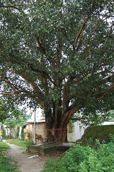 File:Siliguri-peepal-tree-2.JPG