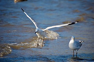 Silver gulls nest on the island Silver Gulls Wings.jpg