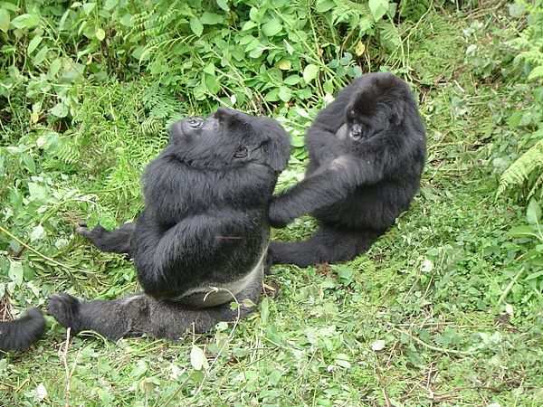 Male and female gorilla; gorillas have a polygynous mating system.