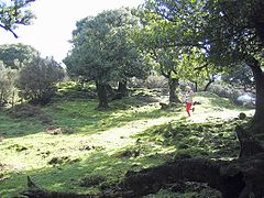 Simon starts training, Fanal, Madeira - 2005.jpg