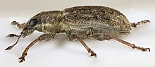 Sitona cylindricollis, Brymbo, Kuzey Galler, Ağu 2016 - Flickr - janetgraham84.jpg