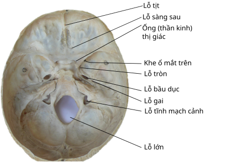 Tập_tin:Skull_foramina_labeled_vie.svg