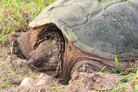 Tập_tin:Snapping_turtle_2_md.jpg