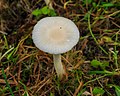 Sneeuwzwammetje (Hygrocybe virginea). Locatie, Hortus (Haren, Groningen).