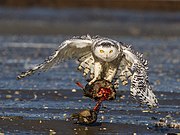 Snowy owl carries its kill, an American black duck in Biddeford Pool, Maine, at low tide.