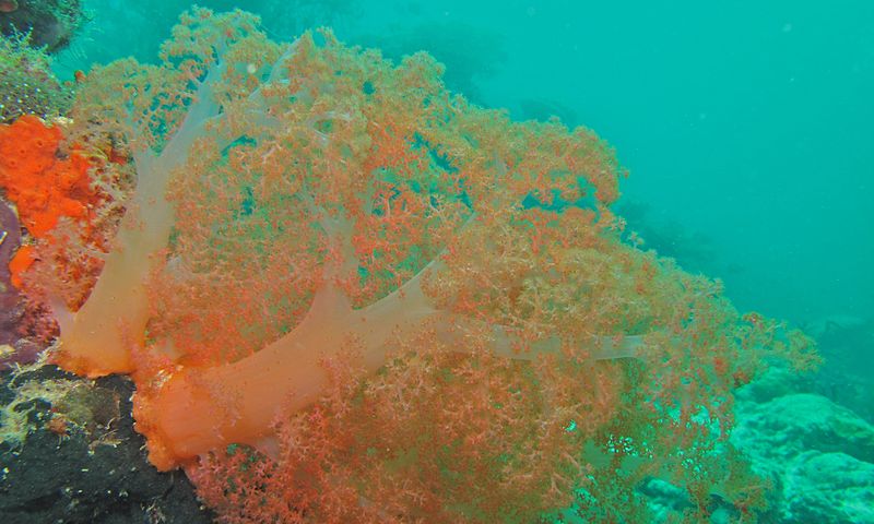 File:Soft Coral (Scleronephthya sp.) (6085814274).jpg