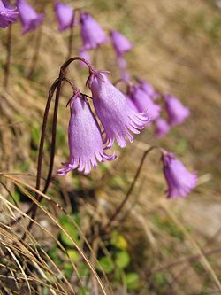 Dværgalpklokke (S. pusilla)