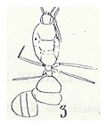 Vignette pour Solenopsis valida