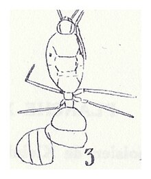 Solenopsis valida mâle Förster 1937 N. Théobald éch. R595 x3 p. 201 Pl. XIV Hyménoptères du Sannoisien de Kleinkembs.jpg