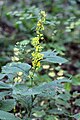 Solidago flexicaulis, or zigzag goldenrod