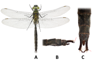 Polar emerald dragonfly (Somatochlora sahlbergi)