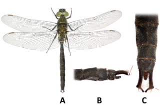 <i>Somatochlora sahlbergi</i> Species of dragonfly