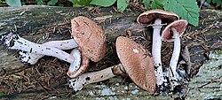 Soomusšampinjon Agaricus sylvaticus