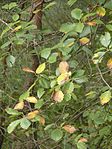 Sorbus haesitaens 150912. jpg