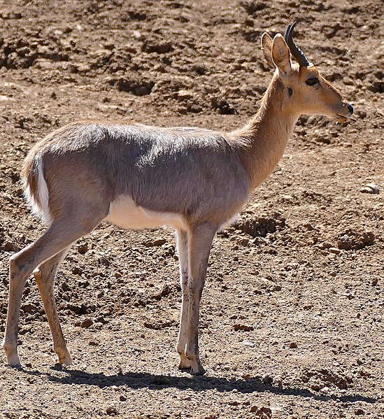 File:Southern Mountain Reedbuck (Redunca fulvorufula) (33043612376).jpg