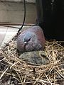 Speckled Pigeon (Columba guinea) & chick.JPG