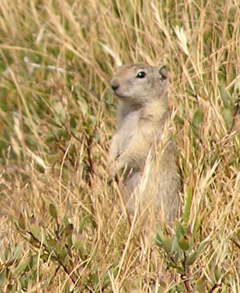 Alarm calls have been studied in many species, such as Belding's ground squirrels.