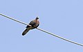 Spilopelia senegalensis - Laughing Dove 07.jpg