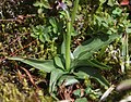 Spiranthes australis