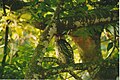 Spot-bellied eagle-owl at Biligiriranga temple wildlife sanctuary.jpg