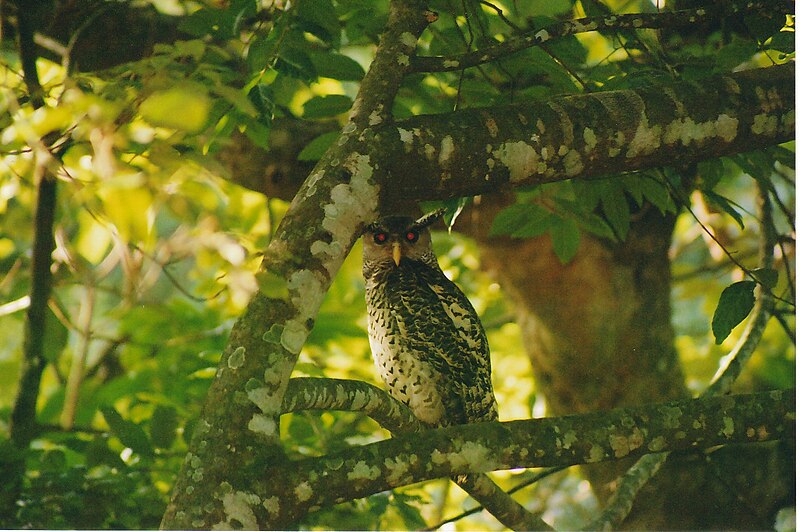 File:Spot-bellied eagle-owl at Biligiriranga temple wildlife sanctuary.jpg