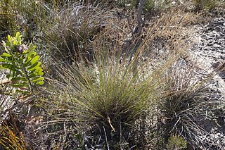 <i>Schoenus submarginalis</i> Species of grass-like plant