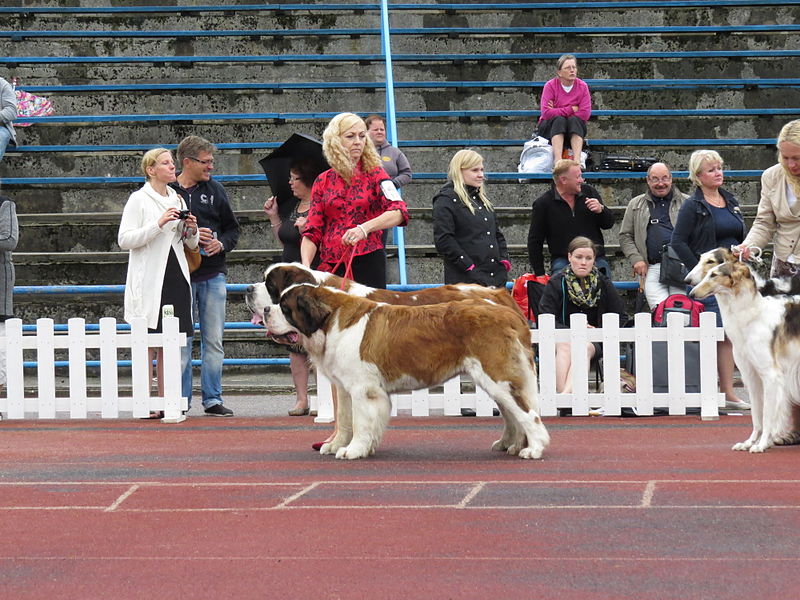 File:St. Bernard Pair (full).JPG