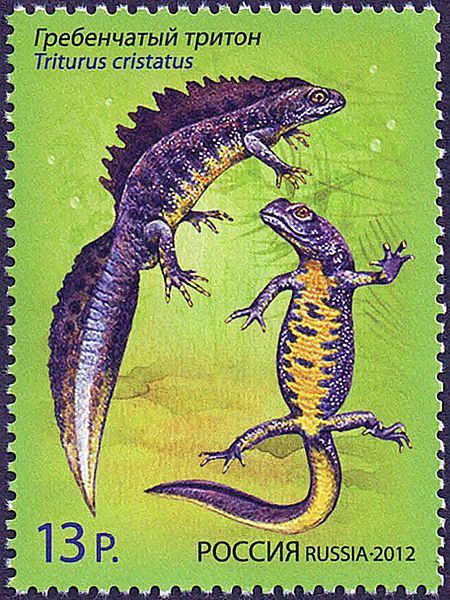 File:Stamp of Russia 2012 No 1599 Great Crested Newt.jpg