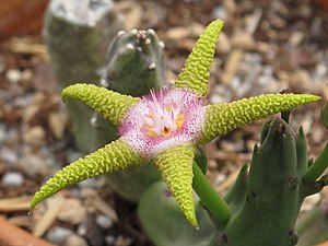 Stapelia flavopurpurea